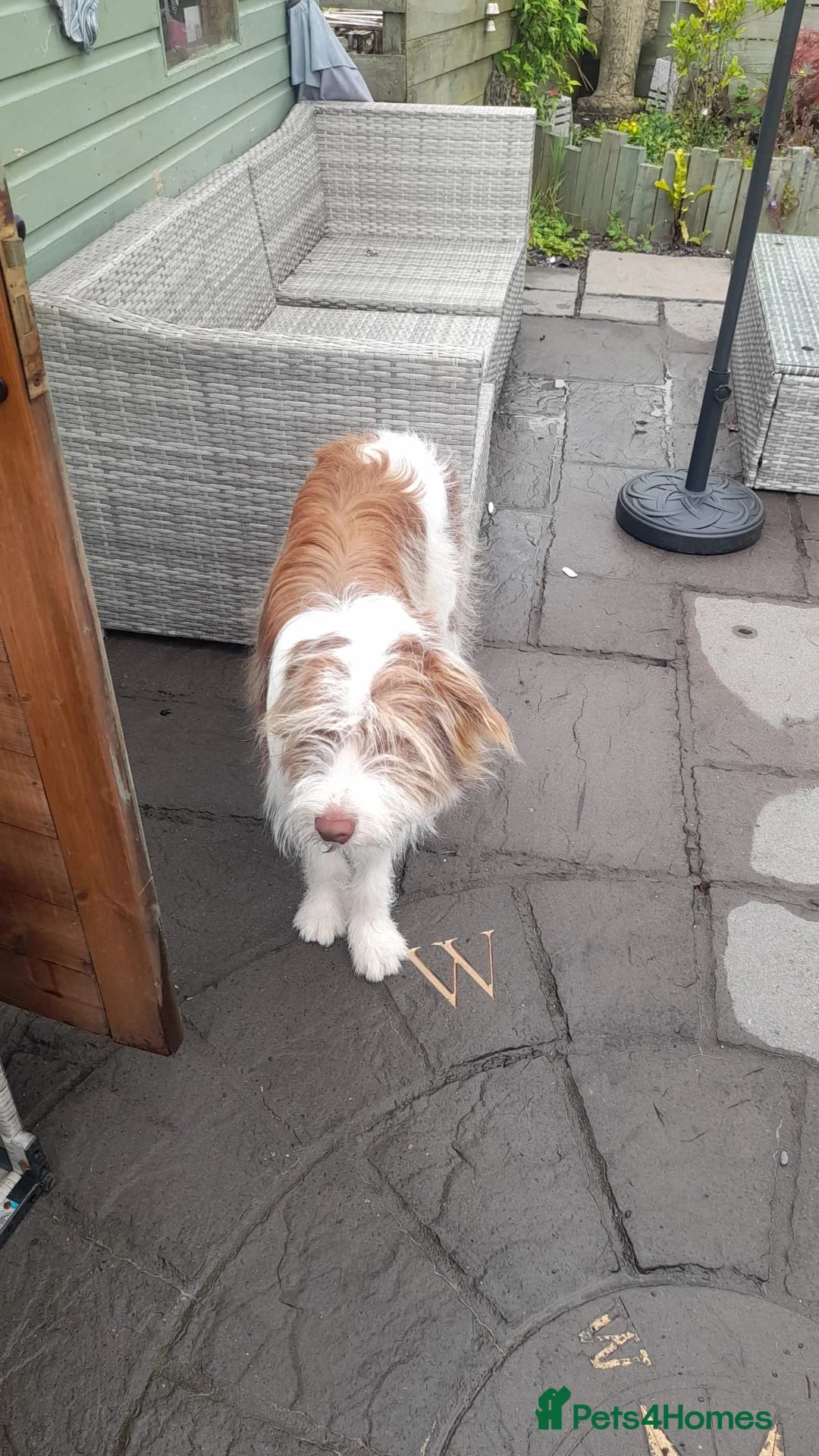 Bearded Collie dogs for sale: Bearded collie male  - Advert 1