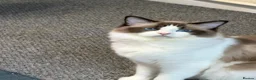 Ragdoll cats for sale: Ragdoll - Advert 2