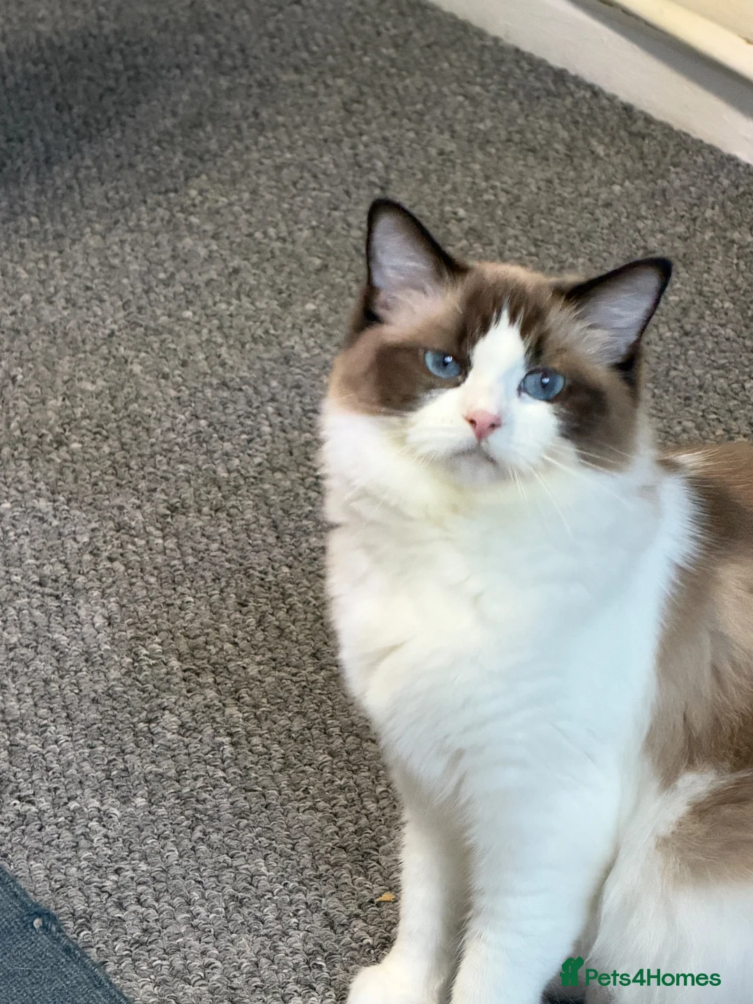 Ragdoll cats for sale: Ragdoll - Advert 2
