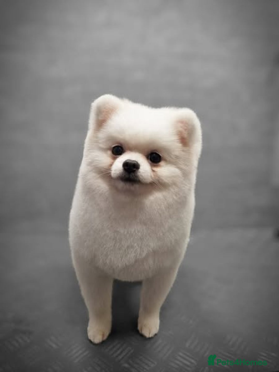 Pomeranian dogs for stud: Male Pomeranian For Stud! in London - Advert 3