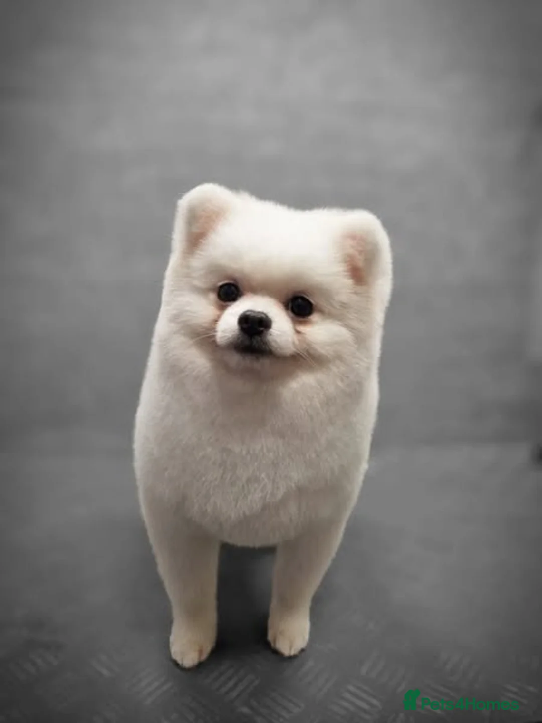 Pomeranian dogs for stud: Male Pomeranian For Stud! in London - Advert 3