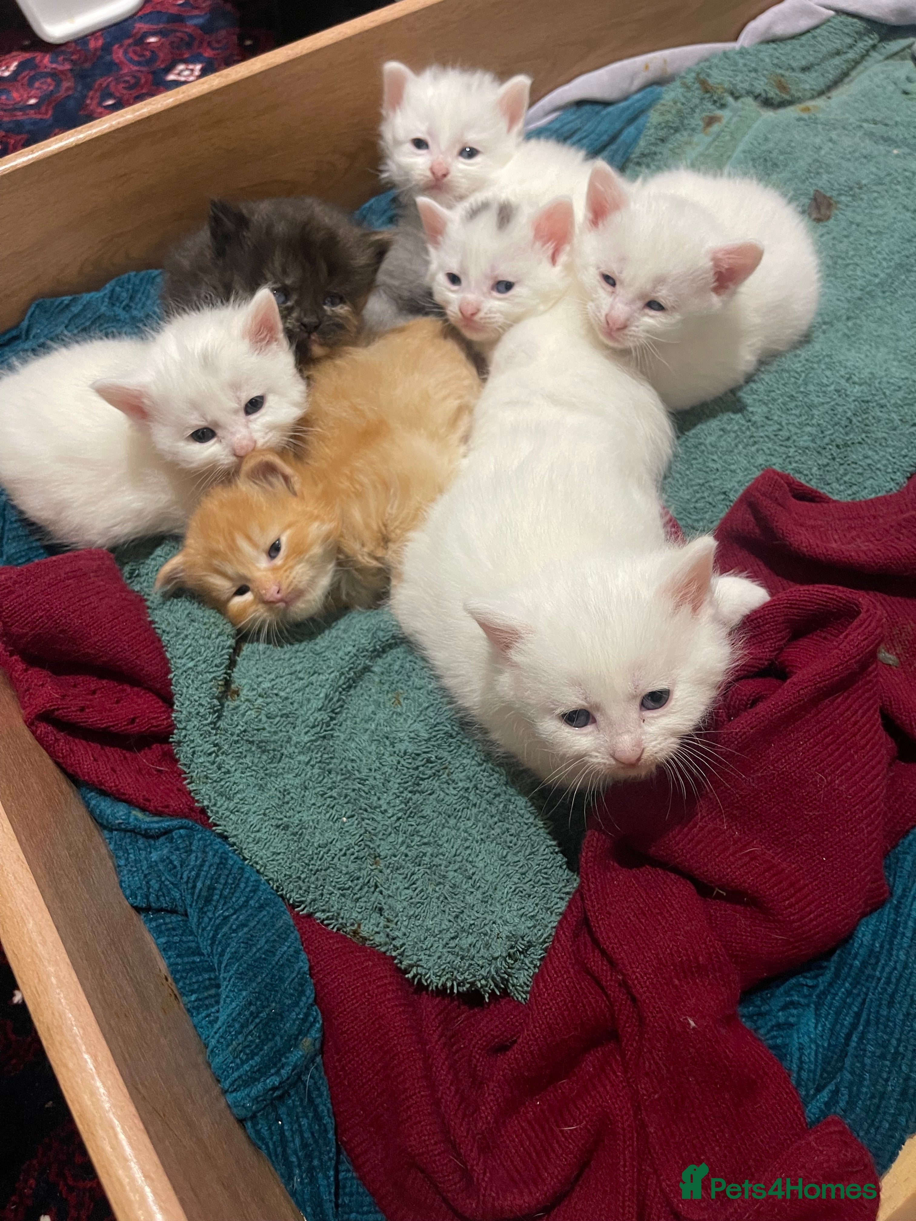 Mixed Breed cats 8 Gorgeous kittens for sale (2 white boys left) - Advert 13