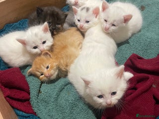 Ragdoll cats - Advert 33