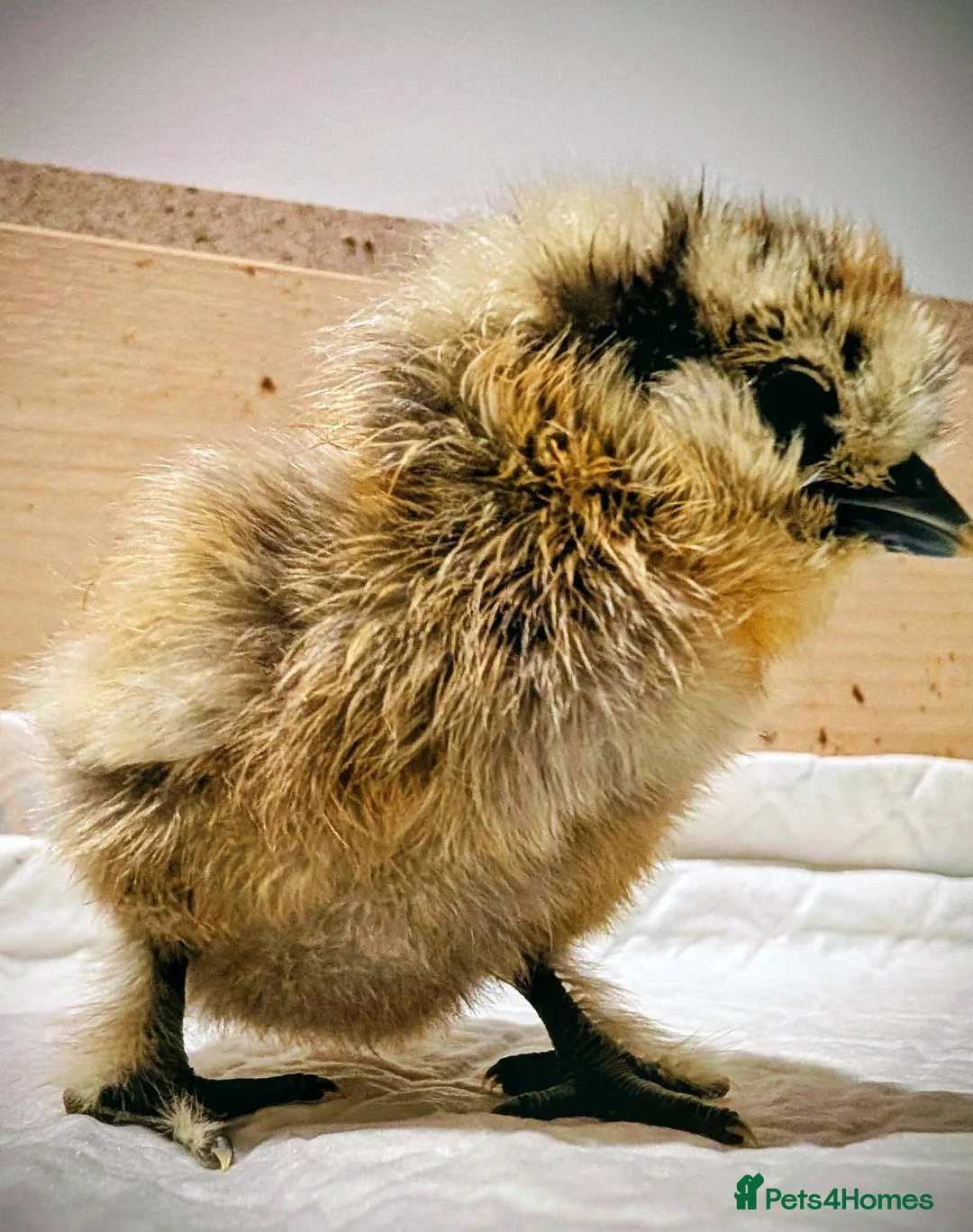 Chickens poultry for sale: USA bearded Silkie, Polish chicks  - Advert 1