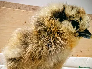 Chickens poultry USA bearded Silkie, Polish chicks - Advert 2