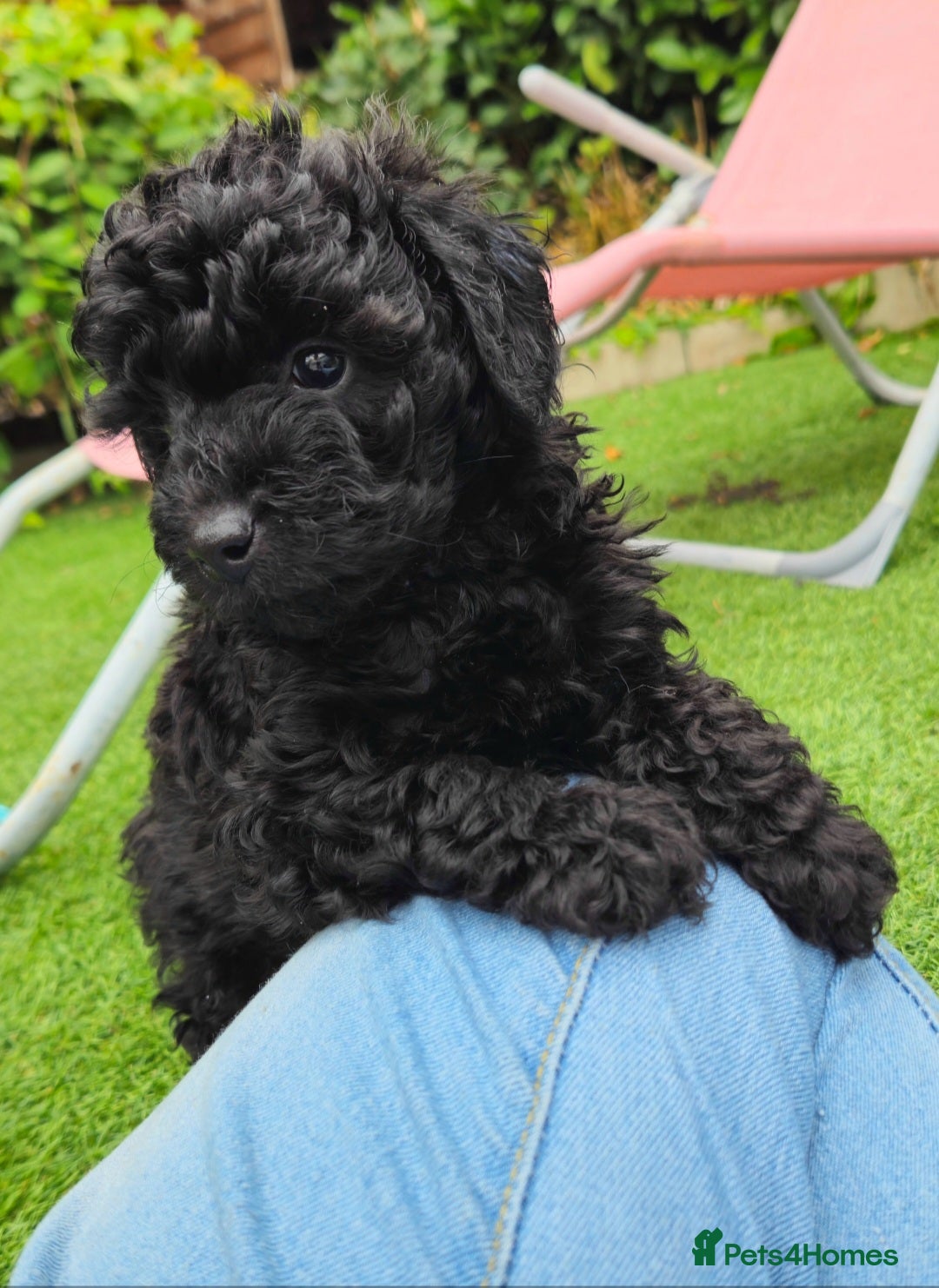 Toy Poodle dogs for sale: Toy poodle puppies D.N.A clear. - Image 4