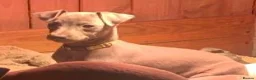 Mixed Breed dogs for sale: Whippet x Italian greyhound pups - Advert 7