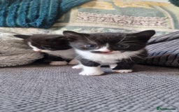 Mixed Breed cats for sale: 5 cute kittens, good natured mum needing homes  - Image 13