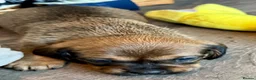 Mixed Breed dogs for sale: Schweenie pups  - Advert 13