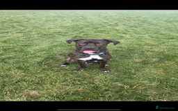 Mixed Breed dogs for sale: Sully (1 year old cane corso cross) - Image 6