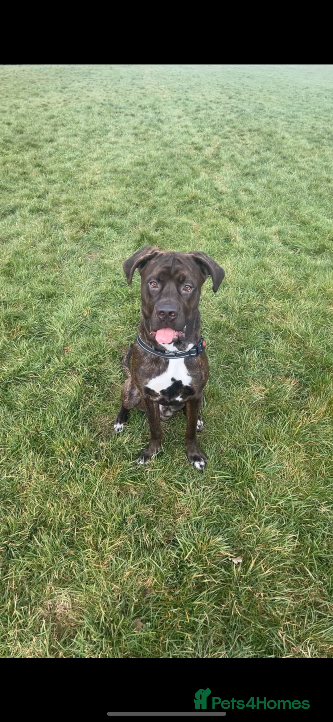 Mixed Breed dogs for sale: Sully (1 year old cane corso cross) - Image 6