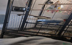 Parrots birds for sale: African Grey Parrot  - Advert 2