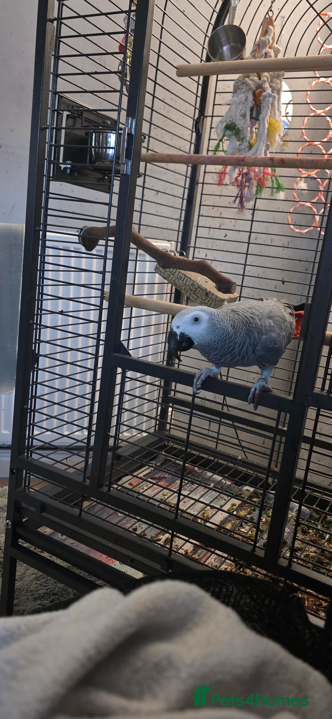 Parrots birds for sale: African Grey Parrot  - Advert 2