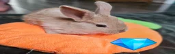 Mixed Breed rabbits for sale: Baby rabbits  in Crawley - Advert 4