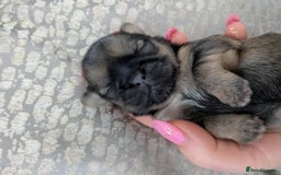 Shih Tzu dogs for sale: 4 beautiful shih tzu puppies 2 female 2 male - Image 3