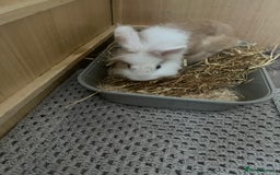Lionhead rabbits for sale: Lionhead rabbit  - Image 4