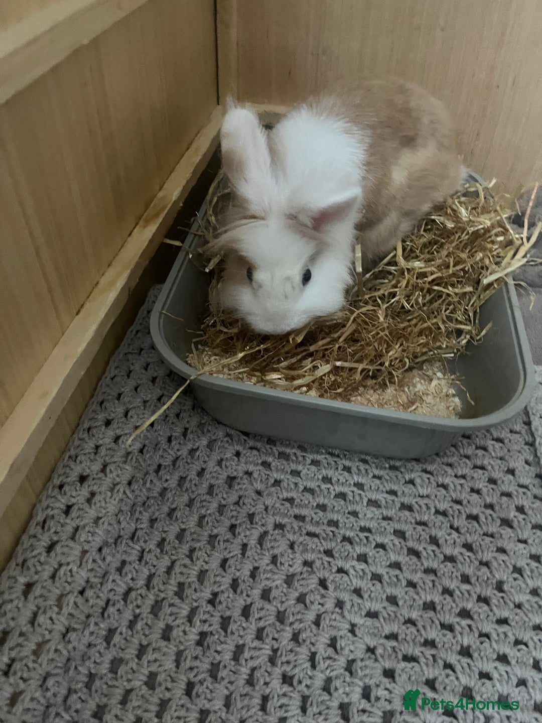 Lionhead rabbits for sale: Lionhead rabbit  - Image 4