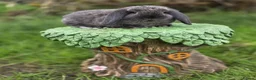 Mini Lop rabbits for sale: Pure Bred Mini Lops - Advert 5