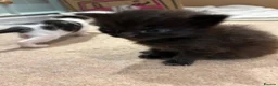 Ragdoll cats for sale: Male black ragdoll in Swindon - Advert 3