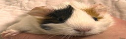 Guinea Pig rodents for sale: Baby Female Guinea Pigs For Sale  - Advert 8