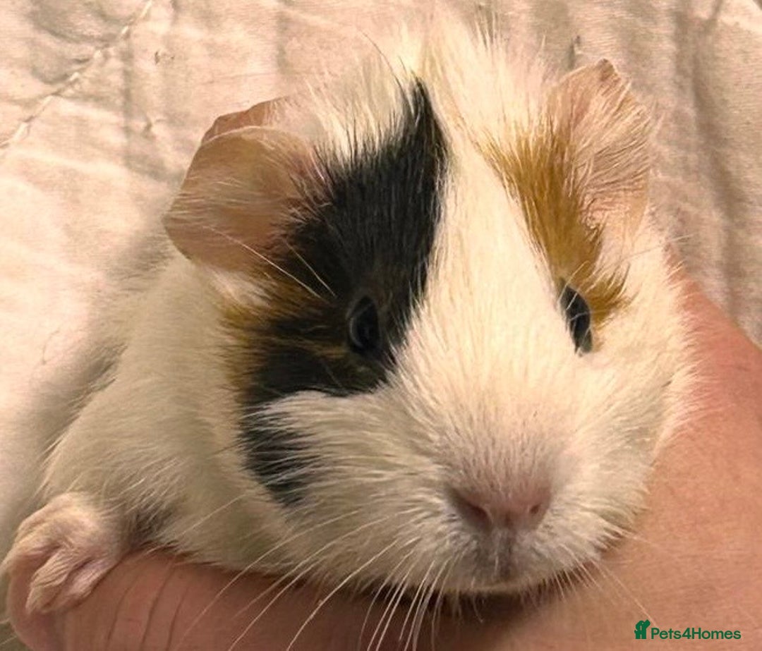 Guinea Pig rodents for sale: Baby Female Guinea Pigs For Sale  - Advert 8