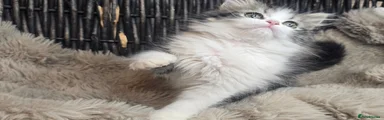 Persian 1