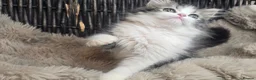 Persian cats for sale: Adorable Persian girl  - Advert 2