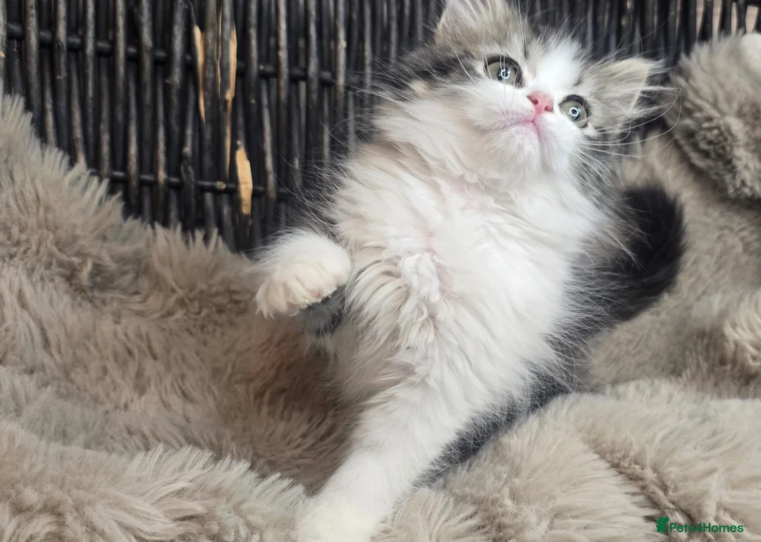 Persian cats for sale: Adorable Persian girl  - Advert 2