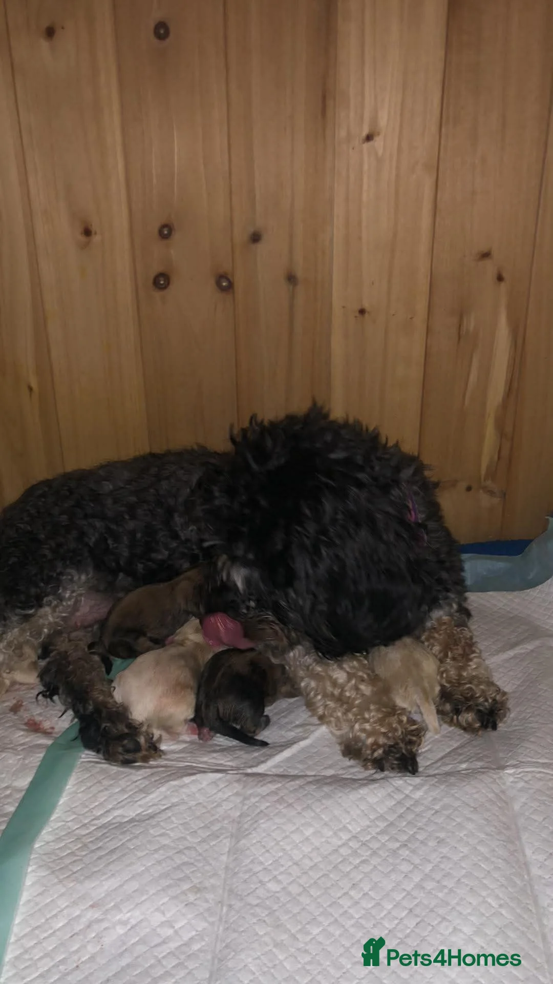 Maltipoo dogs for sale: Maltipoo puppies in Kirriemuir - Advert 7