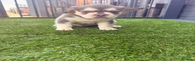 French Bulldog 1