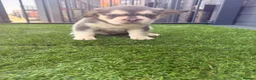 French Bulldog dogs for sale: Beautiful French bulldog puppies for sale - Advert 6