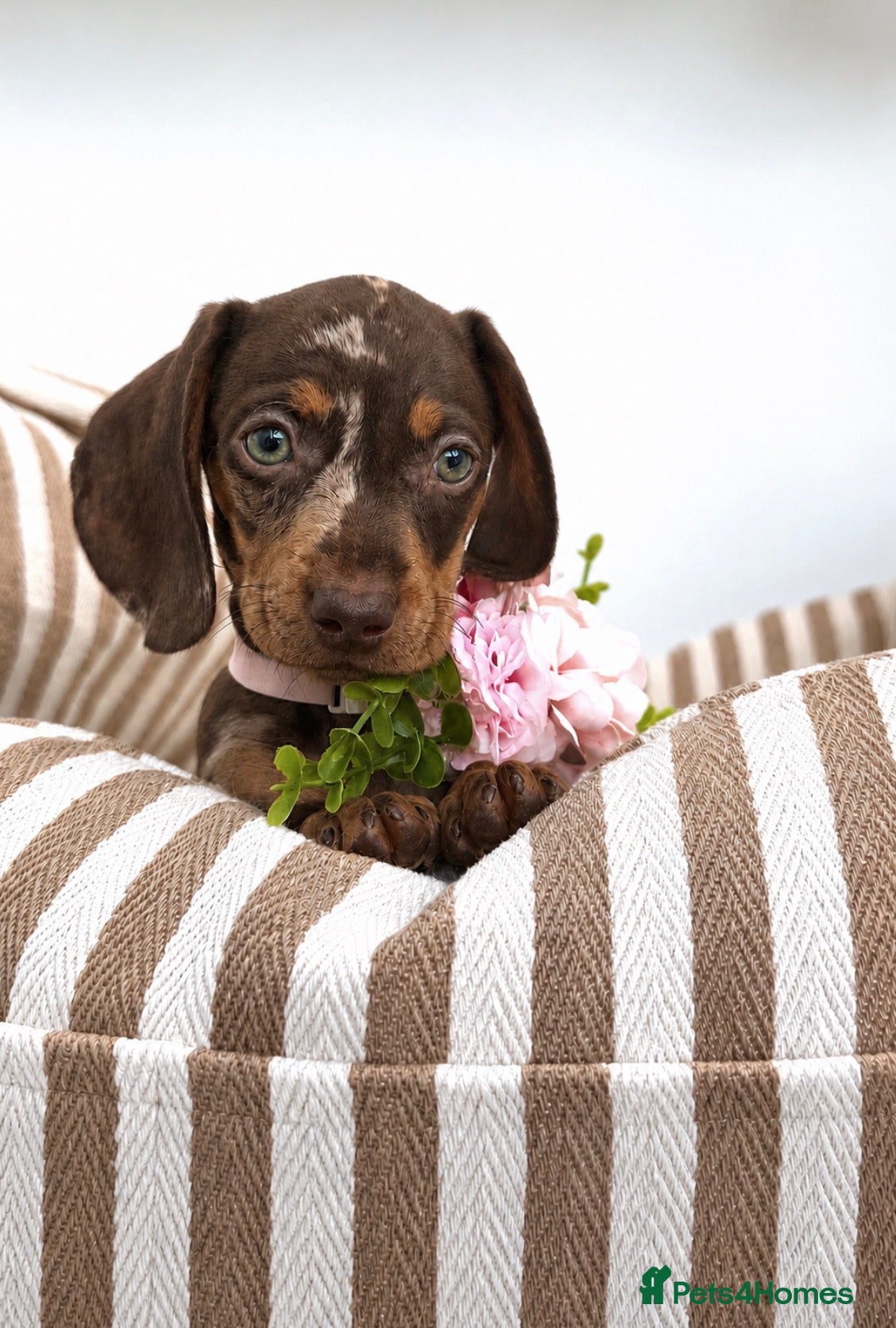 Miniature Dachshund dogs 🌸stunning female mini dachshunds 🌸 - Advert 14
