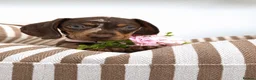 Miniature Dachshund dogs for sale: 🌸 Rare Pink mini dachshunds 🌸 - Advert 10