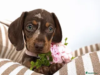 Miniature Dachshund dogs 🌸stunning female mini dachshunds 🌸 - Advert 14
