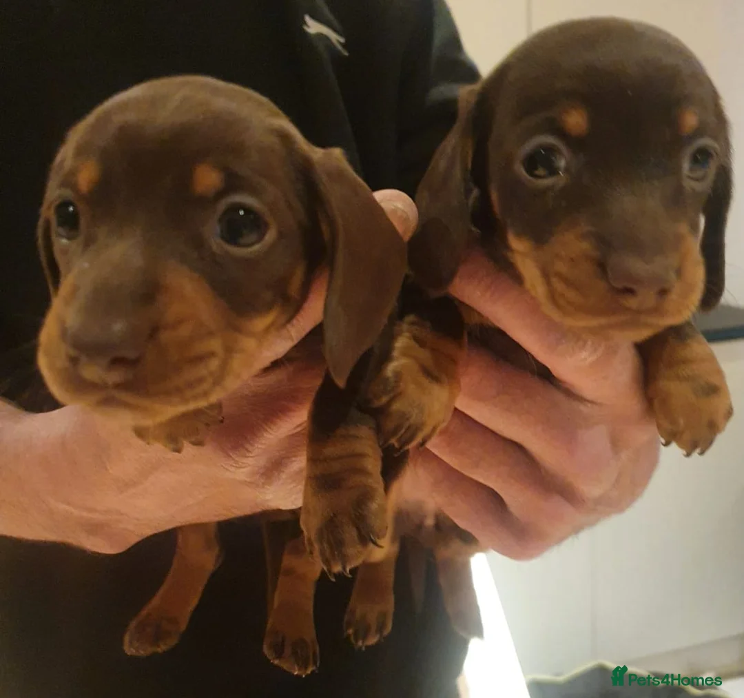 Miniature Dachshund dogs for stud: KC Chocolate dapple boy for stud very gentle. in Skegness - Advert 27