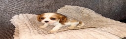 Cavalier King Charles Spaniel dogs for sale: Cavalier King Charles Puppys   - Advert 9