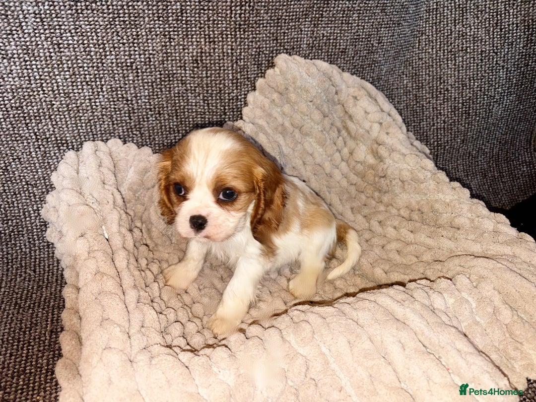 Cavalier King Charles Spaniel dogs for sale: Cavalier King Charles Puppys   - Advert 9
