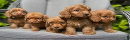 Cockapoo dogs for sale: Red cockapoo puppies  - Advert 3