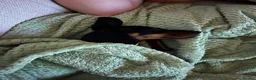 Miniature Dachshund dogs for sale: 10 Week Old Male Dachshund - Advert 3