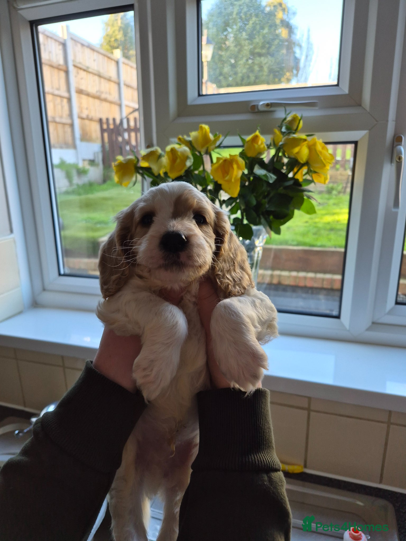 Cockapoo dogs 6 beautiful cockapoo puppies  - Advert 2