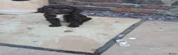 Cockapoo dogs for sale: Chocolate cockatoo x 3 dog in Maesteg - Advert 4