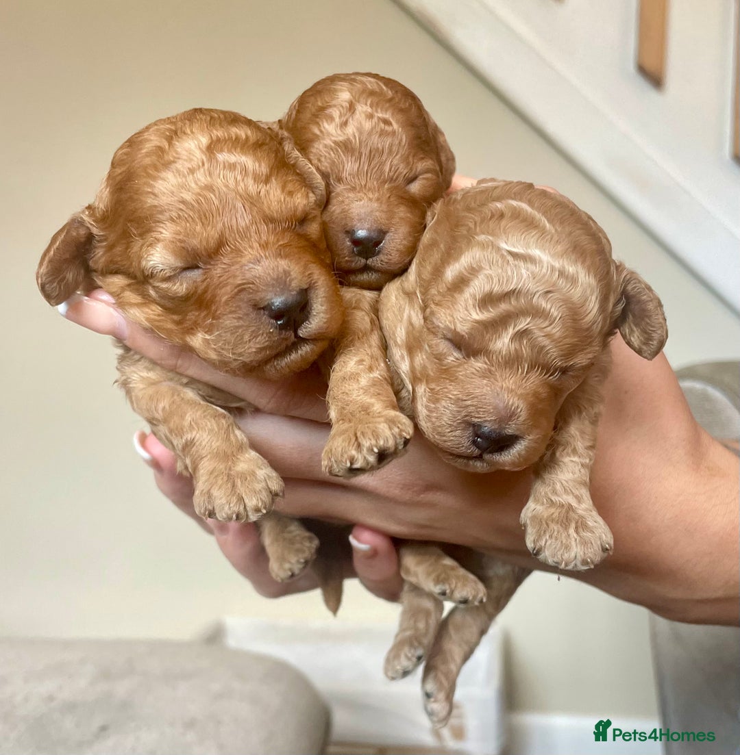 Cavapoo dogs for stud: Cavapoo available for stud  - Advert 10