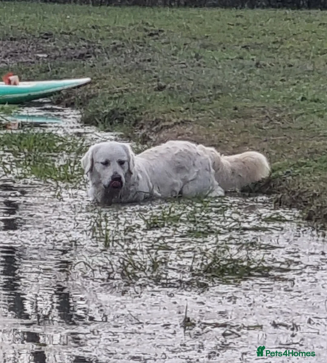 Golden Retriever dogs for sale: KC GOLDEN RETRIEVER PUPPIES HEALTH SCORED PARENTS  - Advert 5