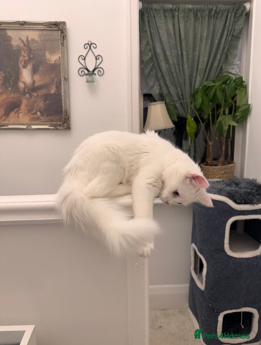 Turkish Angora cats for sale: 7 months old Turkish Angora male kitten - Advert 2