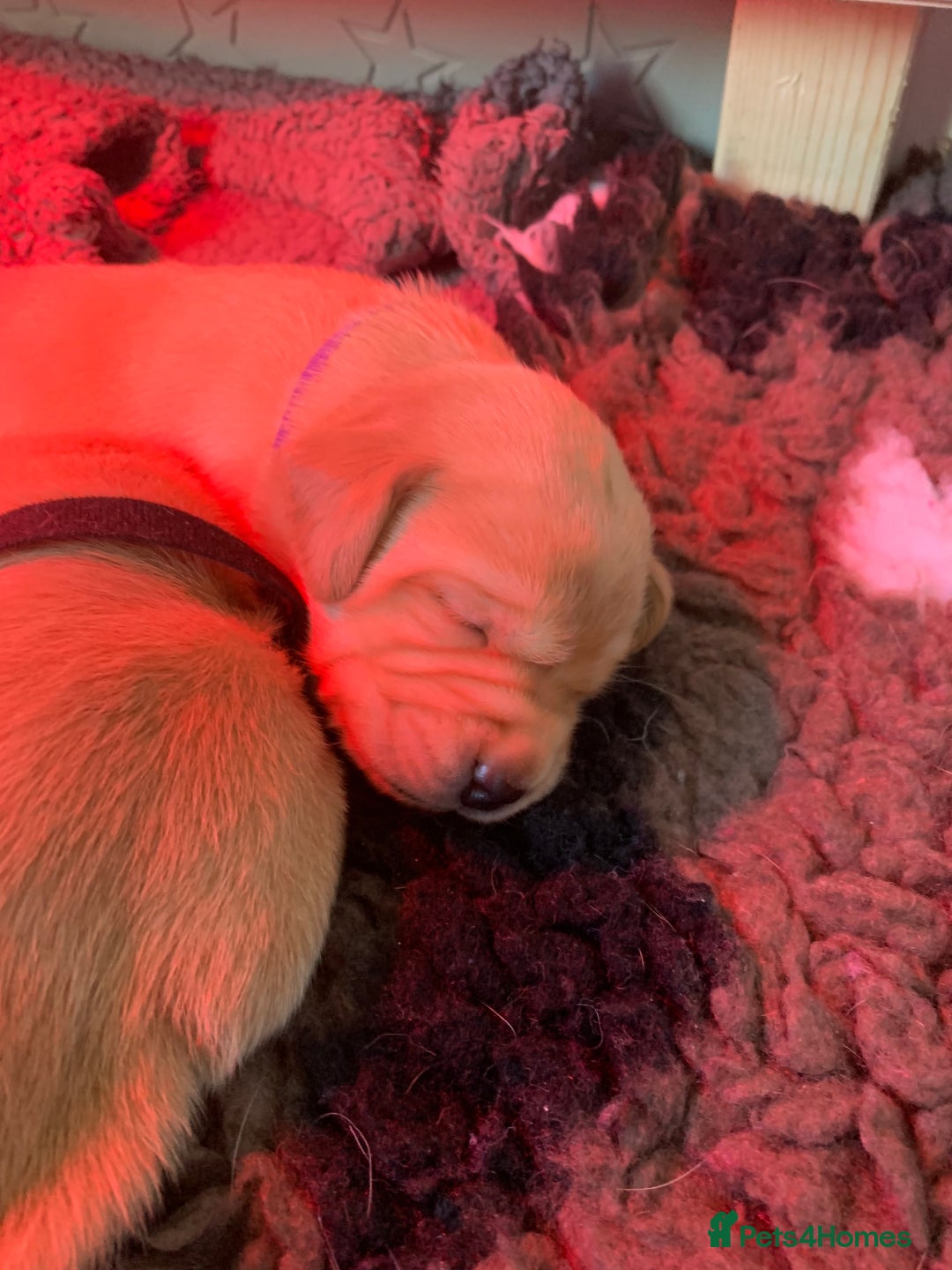 Labrador Retriever dogs for sale: Labrador Retriever Puppies for sale  - Advert 14