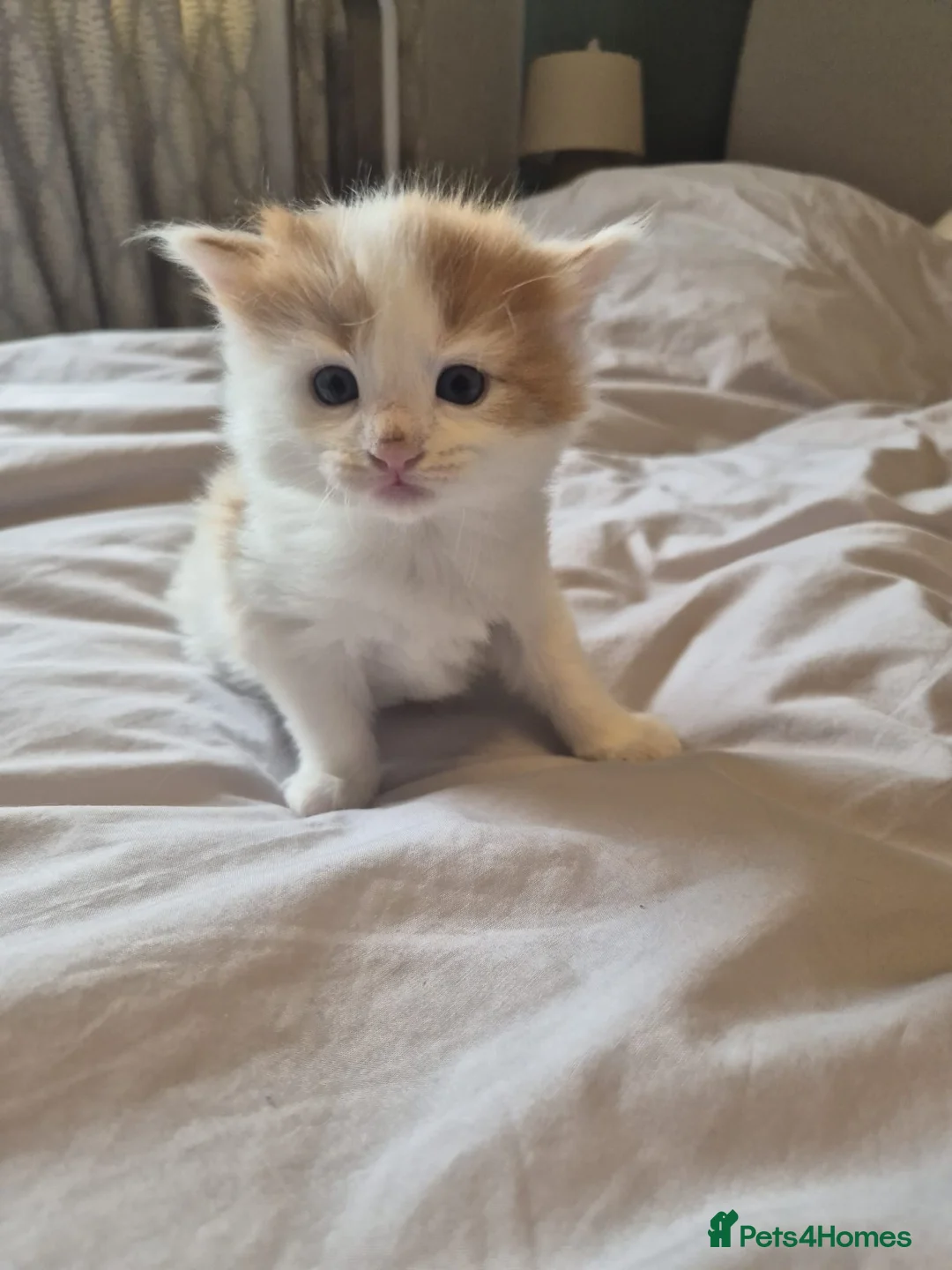 Mixed Breed cats for sale: 7 adorable fluffy kittens  - Advert 2