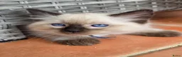 Ragdoll cats for sale: TICA/GCCF registered ragdoll kittens - Advert 11