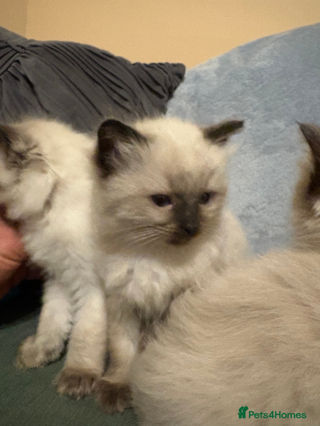 Ragdoll cats for sale: Beautiful Ragdoll Kittens 2 boys 2 girls 😍 - Advert 4