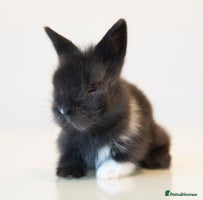 Lionhead rabbits - Advert 3