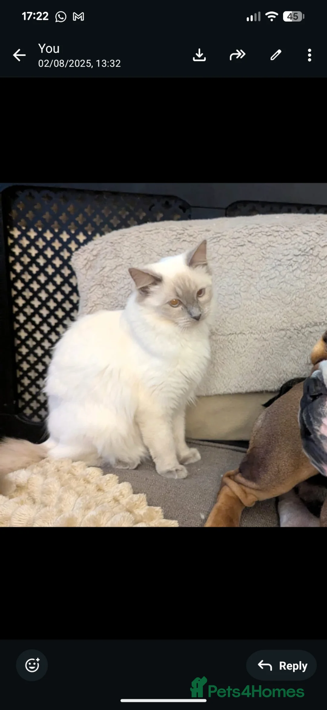 Ragdoll cats for sale: Beautiful ragdoll kittens  - Advert 2